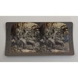 Keystone View card Harvesting Bananas In Costa Rica Photo Card